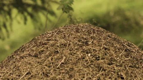 Stock Video Anthill By A Field Live Wallpaper For PC - Free Live Wallpaper