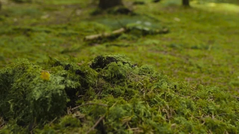 Stock Video Ant Walking Over Moss Live Wallpaper For PC - Free Live Wallpaper