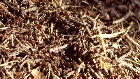 Stock Video Ant Colony Swarming Live Wallpaper For PC - Free Live Wallpaper