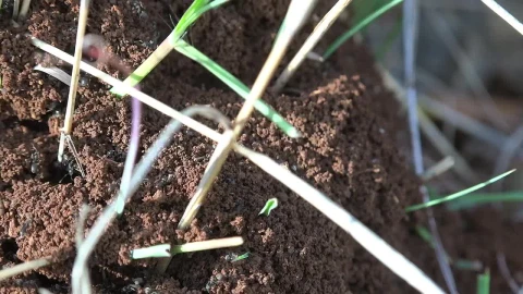 Stock Video Ant Colony Close Up Live Wallpaper For PC - Free Live Wallpaper