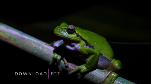 Stock Video Animated Text Split Lower Third Live Wallpaper For PC - Free Live Wallpaper