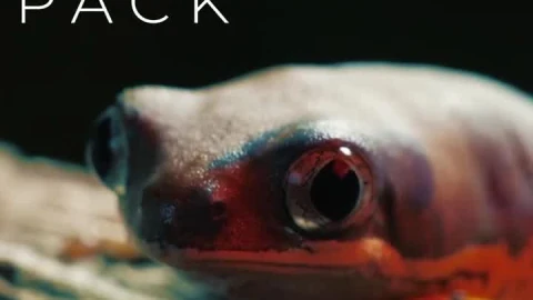 Stock Video Animated Heading Story Live Wallpaper For PC - Free Live Wallpaper