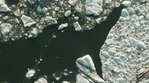 Stock Video Animals Swimming In Cold Water Live Wallpaper For PC - Free Live Wallpaper