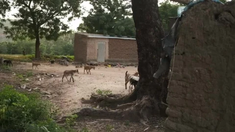 Stock Video Animals In An African Village Live Wallpaper For PC - Free Live Wallpaper