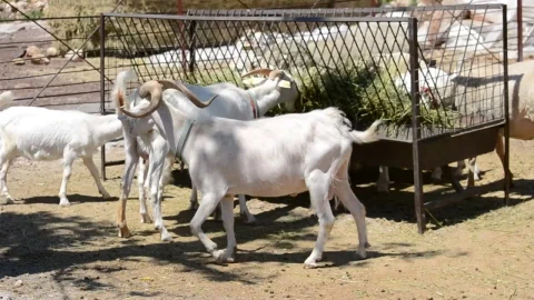 Stock Video Animals Eating At A Farm Live Wallpaper For PC - Free Live Wallpaper
