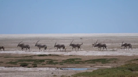 Stock Video Animals Crossing A Dry Savanna Live Wallpaper For PC - Free Live Wallpaper
