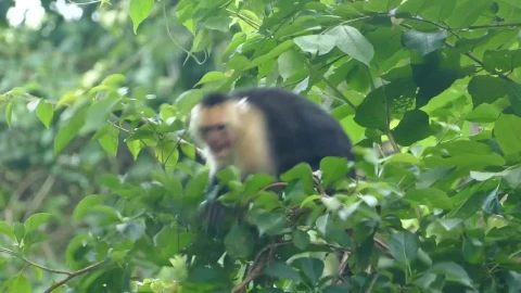 Stock Video Angry Monkey Jumping Around In The Forest Live Wallpaper For PC - Free Live Wallpaper