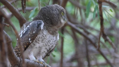 Stock Video An Owl Sitting In A Tree Live Wallpaper For PC - Free Live Wallpaper