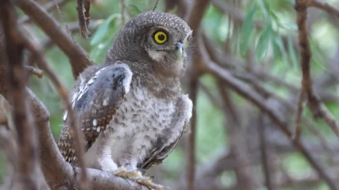 Stock Video An Owl Singing On A Tree Branch Live Wallpaper For PC - Free Live Wallpaper