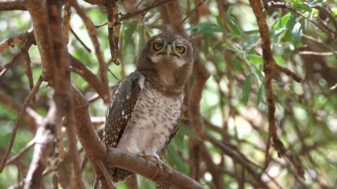 Stock Video An Owl Hooting Standing On A Tree Live Wallpaper For PC - Free Live Wallpaper