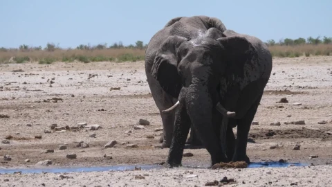 Stock Video An Elephant Splashes Himself With Water Live Wallpaper For PC - Free Live Wallpaper