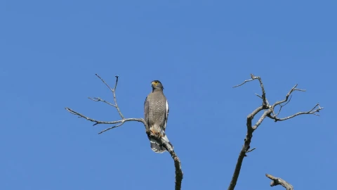Stock Video An Eagle On A Tree Branch Live Wallpaper For PC - Free Live Wallpaper