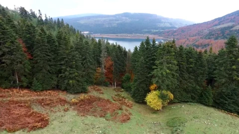 Stock Video An Autumn Forest And Lake Landscape Live Wallpaper For PC - Free Live Wallpaper