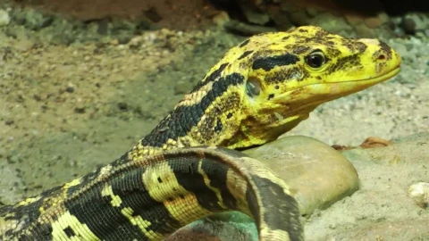 Stock Video Amazon Iguanas Live Wallpaper For PC - Free Live Wallpaper