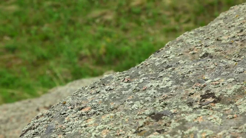 Stock Video Alpinist With Gloves Climbing A Big Rock Live Wallpaper For PC - Free Live Wallpaper