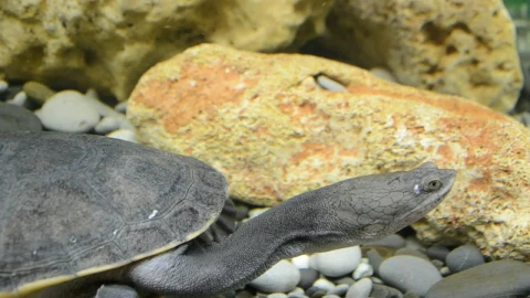 Stock Video Along The Bottom Of An Aquarium Live Wallpaper For PC - Free Live Wallpaper