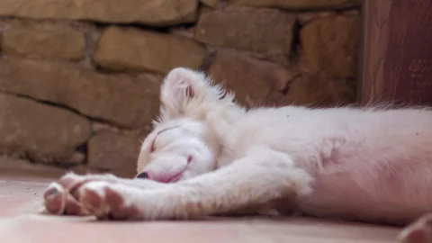 Stock Video Albino Dog Sleeping Live Wallpaper For PC - Free Live Wallpaper