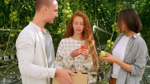 Stock Video Agronomists Working With Vegetables At A Greenhouse Live Wallpaper For PC - Free Live Wallpaper