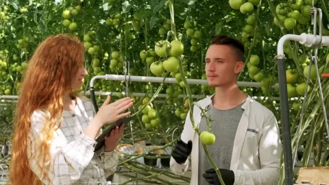 Stock Video Agronomists Checking Vegetables At A Greenhouse Live Wallpaper For PC - Free Live Wallpaper