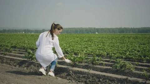 Stock Video Agronomist Woman Checking The Plants On The Field Live Wallpaper For PC - Free Live Wallpaper