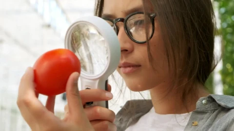 Stock Video Agronomist Checking A Tomato With A Magnifying Glass Live Wallpaper For PC - Free Live Wallpaper