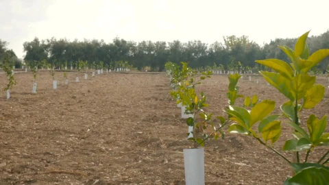 Stock Video Agriculture Field With A Large Plantation Live Wallpaper For PC - Free Live Wallpaper