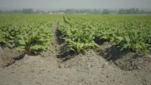 Stock Video Agricultural Green Crops Live Wallpaper For PC - Free Live Wallpaper