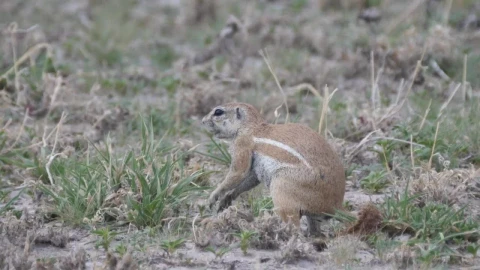 Stock Video African Ground Squirrel Eating Grass Live Wallpaper For PC - Free Live Wallpaper