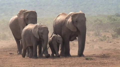 Stock Video African Elephants Walking On A Dusty Ground Live Wallpaper For PC - Free Live Wallpaper