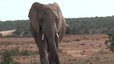 Stock Video African Elephant Walking In The Wild Live Wallpaper For PC - Free Live Wallpaper