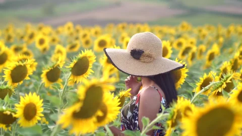 Stock Video A Young Woman Walking In A Sunflower Field Live Wallpaper For PC - Free Live Wallpaper