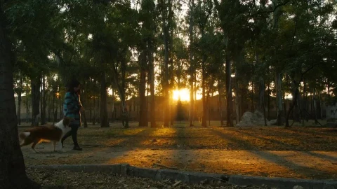 Stock Video A Woman Walks Through A Park With A Dog Live Wallpaper For PC - Free Live Wallpaper