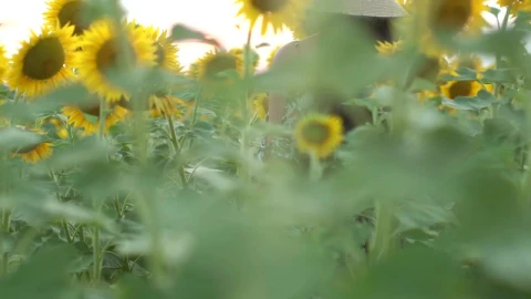 Stock Video A Woman Standing In A Sunflower Field Live Wallpaper For PC - Free Live Wallpaper