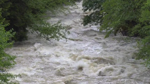 Stock Video A Wild River Between The Trees Live Wallpaper For PC - Free Live Wallpaper