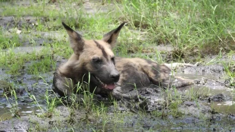 Stock Video A Wild Dog Resting In A Mud Puddle Live Wallpaper For PC - Free Live Wallpaper
