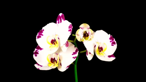 Stock Video A White Orchid Flower Opens On The Branch Live Wallpaper For PC - Free Live Wallpaper