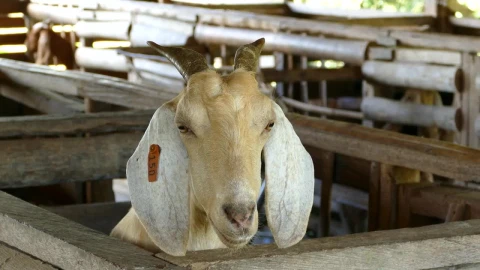 Stock Video A White Goat At The Stable Live Wallpaper For PC - Free Live Wallpaper