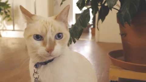 Stock Video A White Cat Sits In Front Of A White Wall Live Wallpaper For PC - Free Live Wallpaper