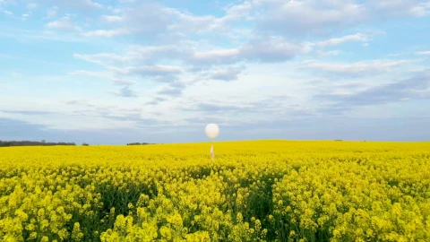 Stock Video A White Balloon In A Yellow Flower Field Live Wallpaper For PC - Free Live Wallpaper