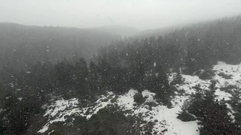 Stock Video A Snow Storm In The Pine Forest Live Wallpaper For PC - Free Live Wallpaper