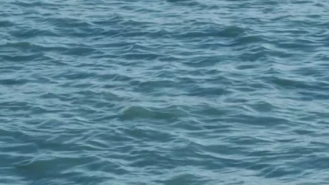 Stock Video A Seagull And A Boat At Sea In Slow Motion Live Wallpaper For PC - Free Live Wallpaper