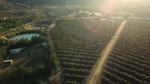 Stock Video A Road Between A Big Green Agriculture Field Live Wallpaper For PC - Free Live Wallpaper