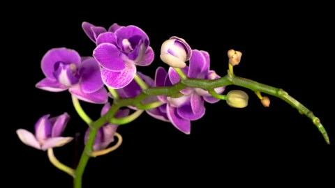 Stock Video A Purple Orchid Flower Opens On The Branch Live Wallpaper For PC - Free Live Wallpaper