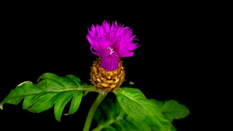 Stock Video A Purple Flower Opens And Closes On A Branch Live Wallpaper For PC - Free Live Wallpaper