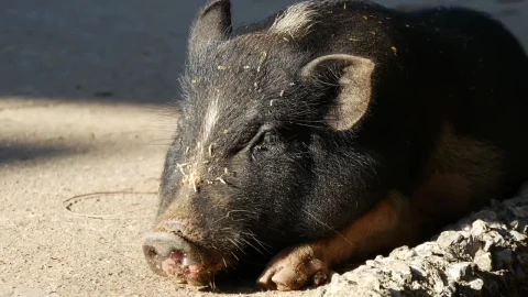 Stock Video A Pig Resting On The Street In The Sun Live Wallpaper For PC - Free Live Wallpaper