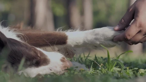 Stock Video A Persons Hand Caressing A Dog Live Wallpaper For PC - Free Live Wallpaper