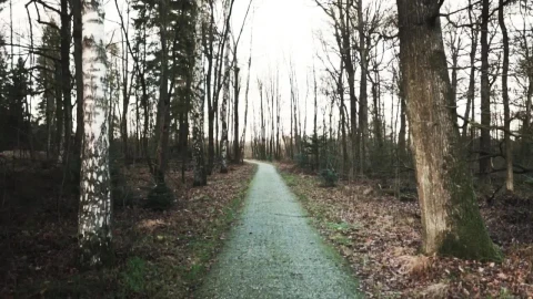 Stock Video A Path In The Wood Live Wallpaper For PC - Free Live Wallpaper