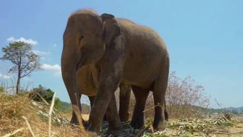 Stock Video A Pair Of Elephants Eating Live Wallpaper For PC - Free Live Wallpaper