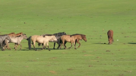 Stock Video A Pack Of Wild Horses Running On A Green Plain Live Wallpaper For PC - Free Live Wallpaper