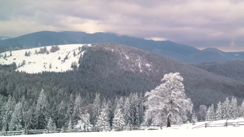 Stock Video A Mountain And A Forest Covered In Snow Live Wallpaper For PC - Free Live Wallpaper